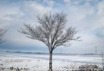 冬の野に立つ枯れ木（新潟の雪景色）